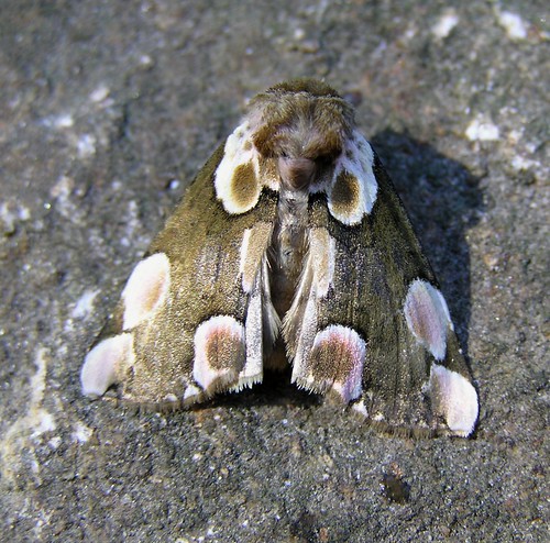 Thyatira batis  -  La Batis ou Noctuelle batis - Peach Blossom - 03/06/13