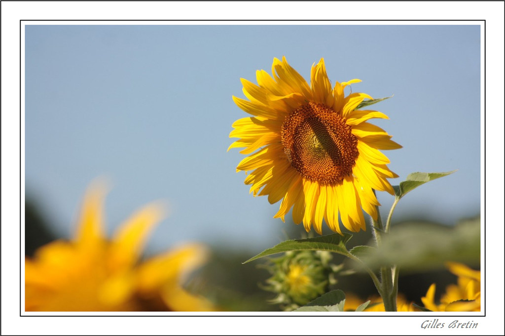 Poétiques tournesols + modifs 9399763074_78be16d2fa_b