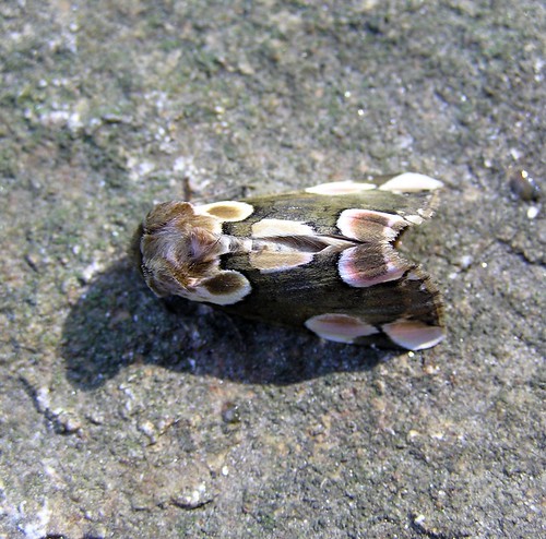 Thyatira batis  -  La Batis ou Noctuelle batis - Peach Blossom - 03/06/13