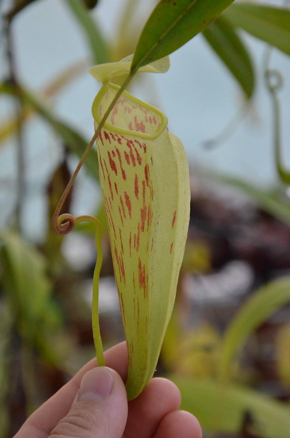 Sarracenia/Népenthes et divers 9286058845_df455f5e8d_z