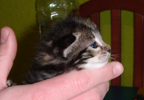 Greta, gatita parda tabby guapetona nacida en Marzo´14, en adopción. Valencia. ADOPTADA. 13390085873_3c9af8c87c