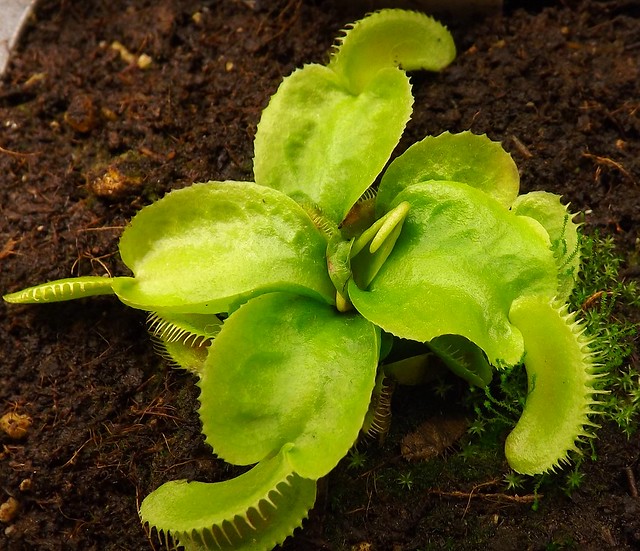 Quelques une de mes dionaea   - Page 2 11521482386_9053318591_z