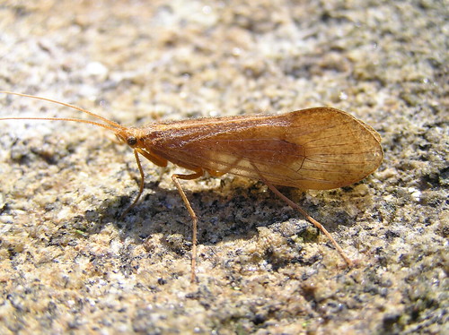 Limnephilus sp - Peut-être Genus - 26/05/13