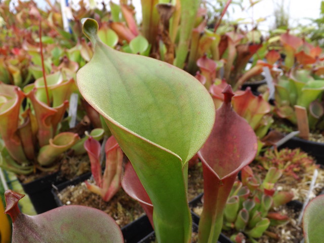 Divers heliamphora  - Page 2 11649887323_6474871258_z