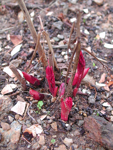 Paeonia lactiflora 'Sarah Bernhardt'