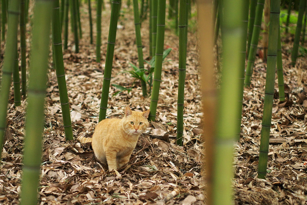 Le chat dans les bambous  10324371183_70772df594_b