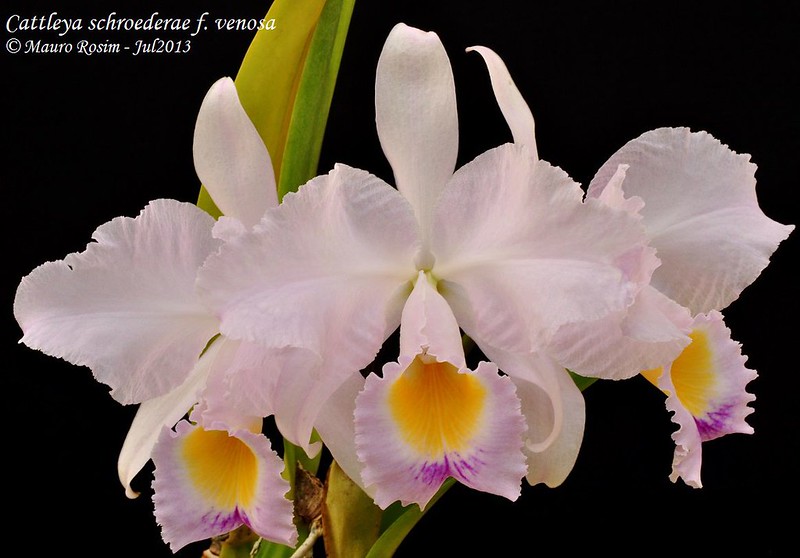 Cattleya schroederae f. venosa 9329689524_fbb9d3a874_c