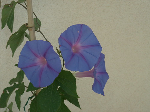 Ipomoea learii