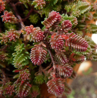 Sedum sexangulare - orpin à six angles - orpin de Bologne 11044183794_a698b13e7c_n