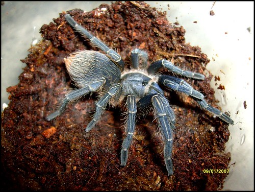 aphonopelma seemani - Page 3 4275915594_377fe28e54