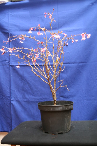 prunus incisa kojo no mai 4468412310_694b3e36aa