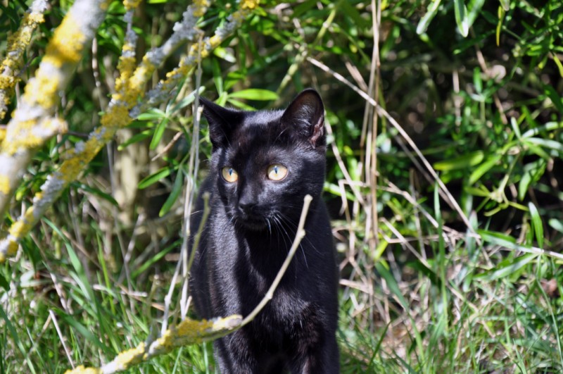 Hermès, 2 ans, superbe chat gris !! - Page 4 4496407943_de89b92fb5_o