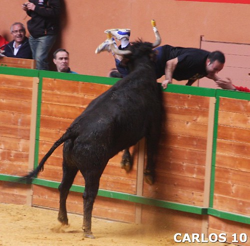 Arnedo (La Rioja) 21/03/10 Ganaderia Merino 4453695663_00960d8d1c