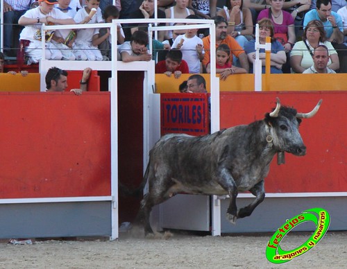 Concurso recortadores de Tauste 24-04-2010 ganaderias Jose Antonio Murillo Romeo y Francisco Murillo Conde (Tauste, Zaragoza) 4581979938_98192609c4