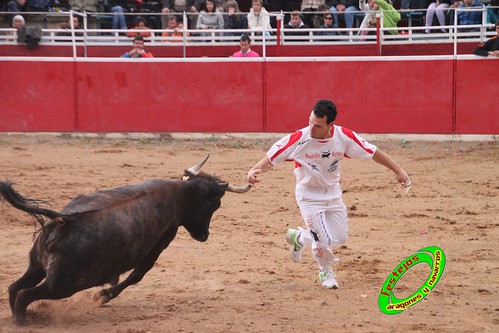 Cenicero (La Rioja) 15 de mayo concurso de recortadores con anillas, ganaderias Santos Zapateria (Valtierra, Navarra) y Herederos de Angel Macua (Larraga, Navarra) 4618939249_a5b74d5e73