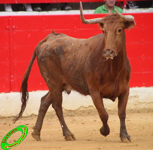 Alfaro (La Rioja)  16 de mayo Concurso de recortadores con anillas, ganaderia Jose Arriazu e Hijos (Ablitas, Navarra) 4639229922_37b8363929