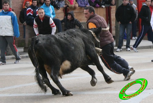 Aldeanueva de Ebro (La Rioja) 5-01-2010 Ganaderia Eulogio Mateo (Carcar, Navarra) 4269030311_6b9441fe34