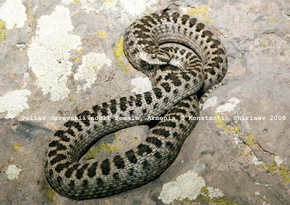 Pelias(Vipera) darevskii bilder 4570811549_65d0fdec64_o