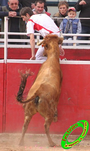 Cenicero (La Rioja) 15 de mayo concurso de recortadores con anillas, ganaderias Santos Zapateria (Valtierra, Navarra) y Herederos de Angel Macua (Larraga, Navarra) 4619535410_a298789446