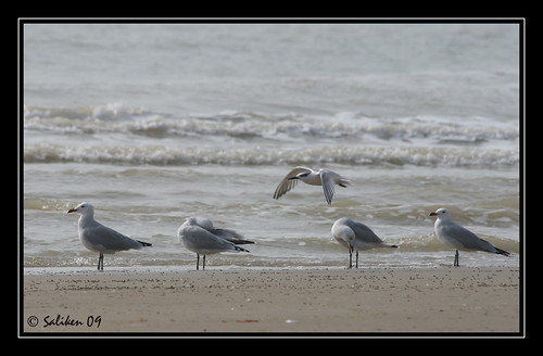 Gaviotas