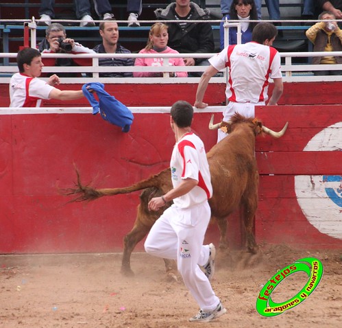 Cenicero (La Rioja) 15 de mayo concurso de recortadores con anillas, ganaderias Santos Zapateria (Valtierra, Navarra) y Herederos de Angel Macua (Larraga, Navarra) 4618934889_388406e952