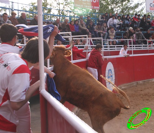 Cenicero (La Rioja) 15 de mayo concurso de recortadores con anillas, ganaderias Santos Zapateria (Valtierra, Navarra) y Herederos de Angel Macua (Larraga, Navarra) 4618963599_395b7a918b