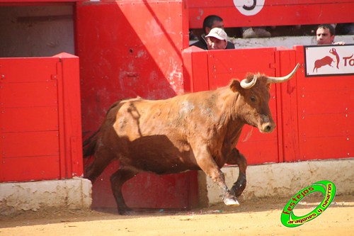 Alfaro (La Rioja)  16 de mayo Concurso de recortadores con anillas, ganaderia Jose Arriazu e Hijos (Ablitas, Navarra) 4639265826_6c97fa222d