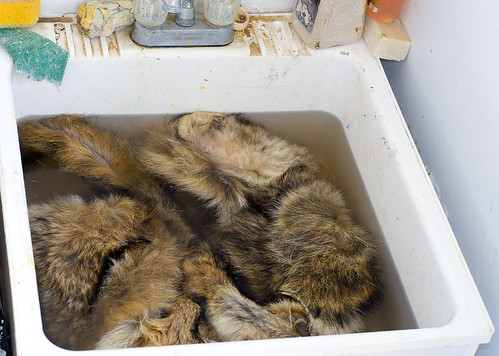 Dépouiller la bête et Tanner la fourrure du coyote de 49 lbs 4484827814_31c5abbb9c