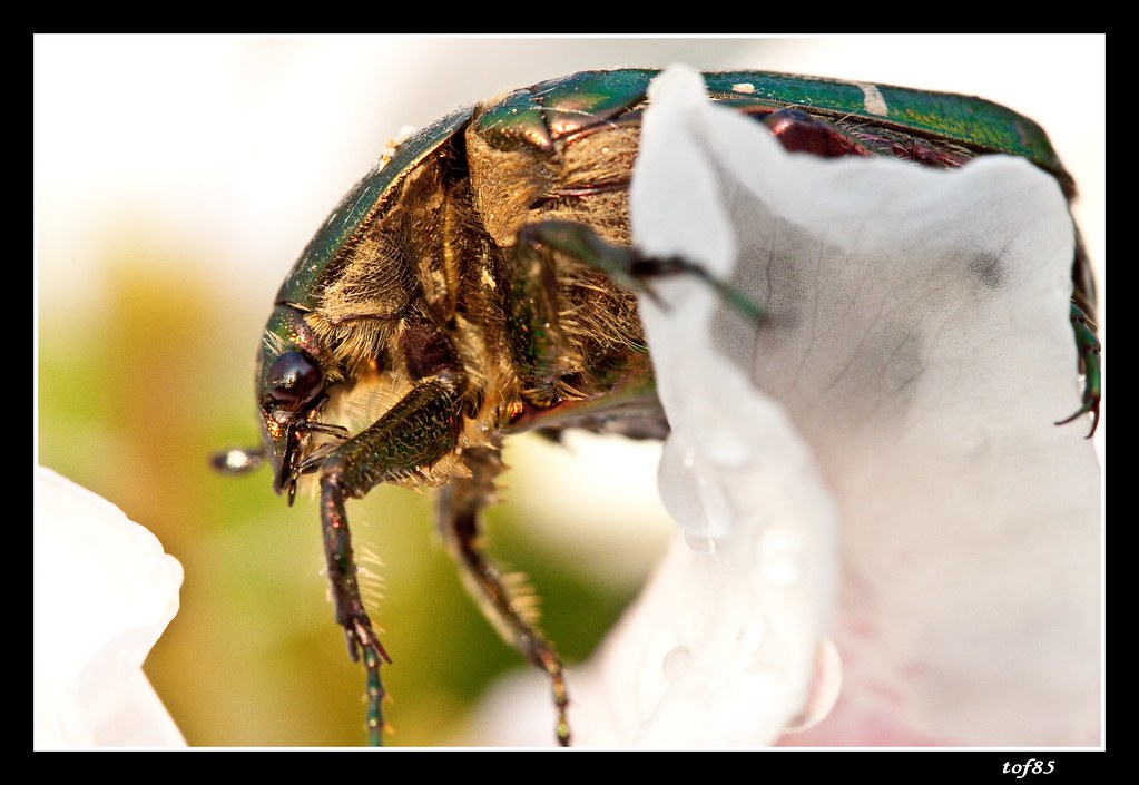 coléoptère LA CÉTOINE DORÉE (Cetonia aurata)