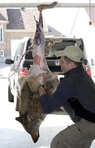 Dépouiller la bête et Tanner la fourrure du coyote de 49 lbs 4484173495_87a3025b82