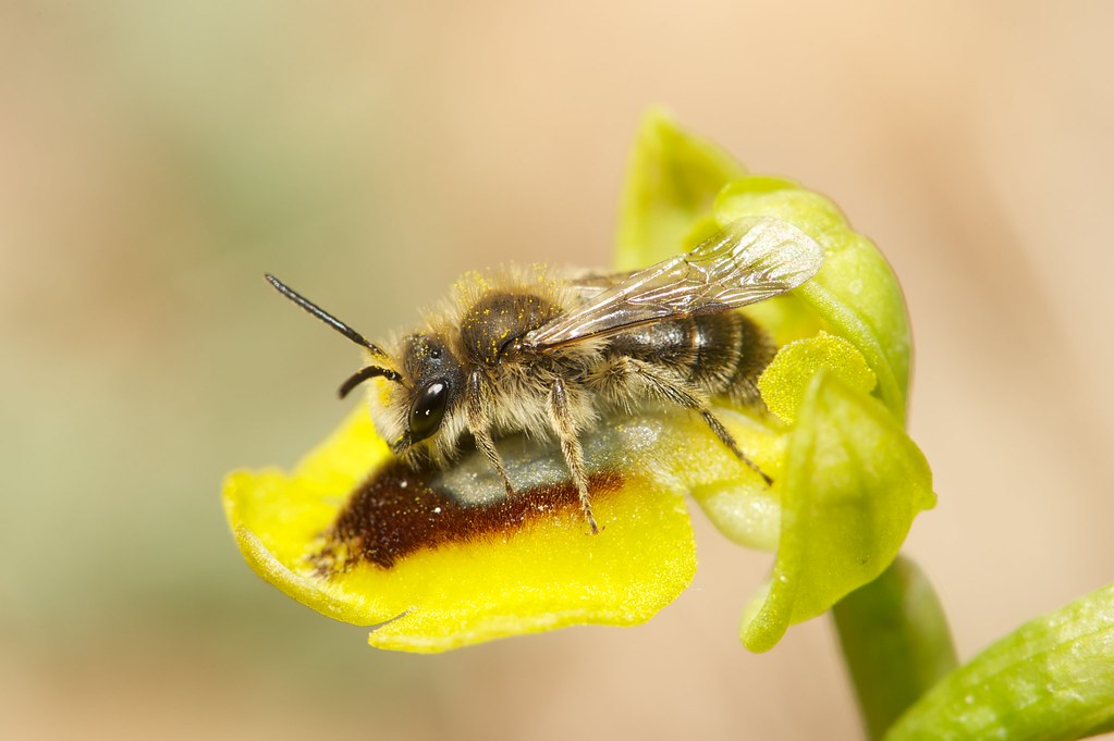 Ophrys (Pseudophrys) lutea ( Ophrys jaune ) 4521122846_9104c5020c_b_d