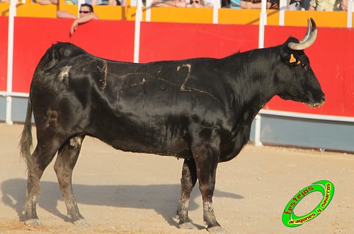 Concurso recortadores de Tauste 24-04-2010 ganaderias Jose Antonio Murillo Romeo y Francisco Murillo Conde (Tauste, Zaragoza) 4581950960_3f391679c7