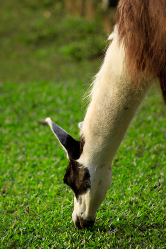 JARDIM ZOOLÓGICO - SAPUCAIA DO SUL 4634115052_78db8f1dd7