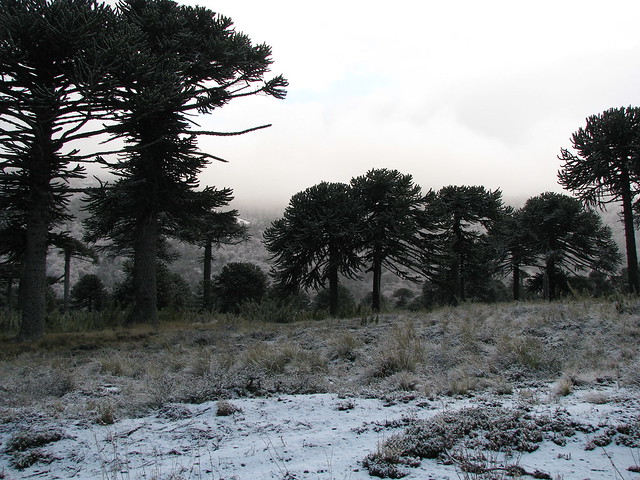 Región de la Araucania [Chile] 4658745950_26921806c3_z