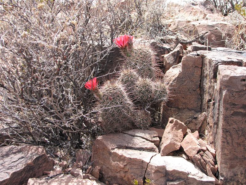 Cactus Trip through the US South West - Page 4 4677682323_bf5ab8b627_b