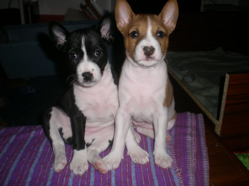 Basenji - Page 4 4335470998_f918efdf15