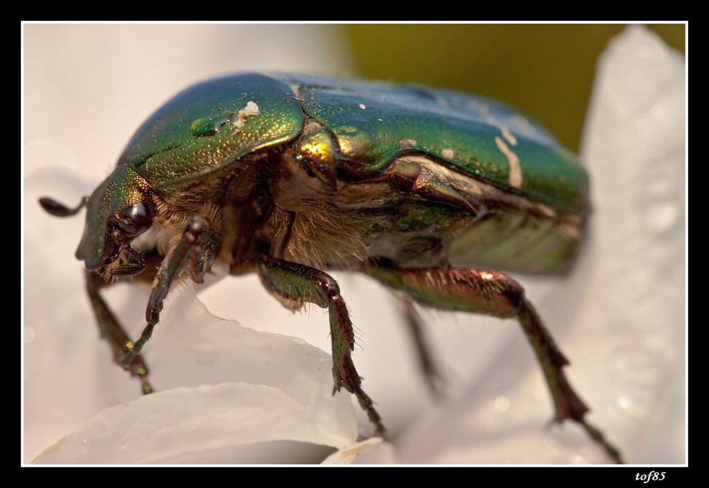 coléoptère LA CÉTOINE DORÉE (Cetonia aurata)