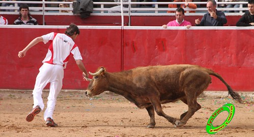 Cenicero (La Rioja) 15 de mayo concurso de recortadores con anillas, ganaderias Santos Zapateria (Valtierra, Navarra) y Herederos de Angel Macua (Larraga, Navarra) 4618919851_6d8ce2e3d8