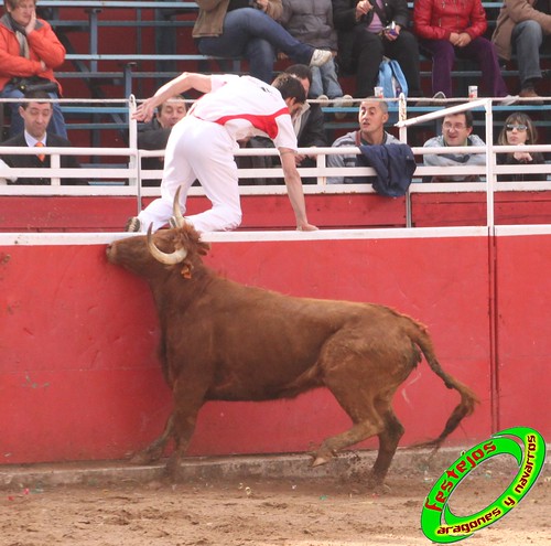 Cenicero (La Rioja) 15 de mayo concurso de recortadores con anillas, ganaderias Santos Zapateria (Valtierra, Navarra) y Herederos de Angel Macua (Larraga, Navarra) 4619606220_a8e07814af