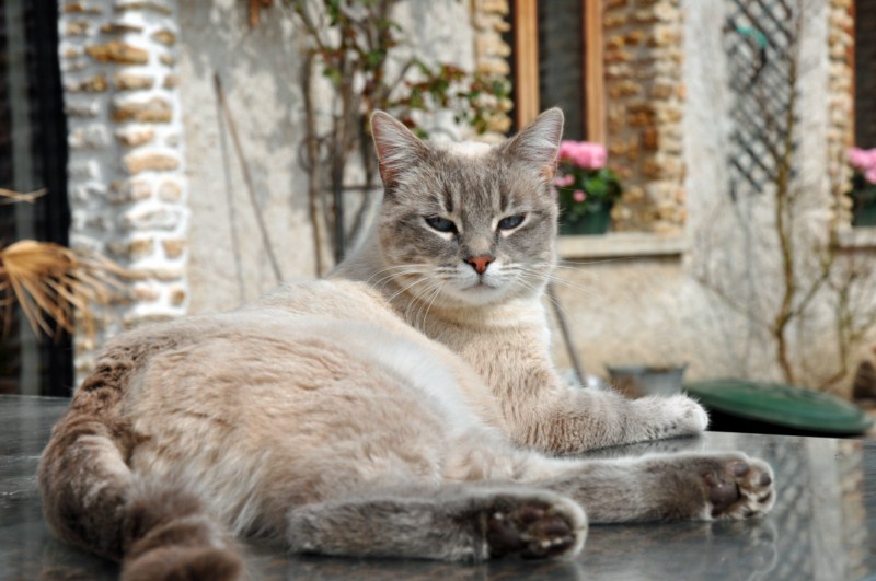 Hermès, 2 ans, superbe chat gris !! - Page 4 4505707943_dae3997c29_o