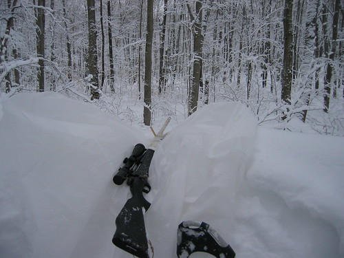 j ai eux plusieurs réponses des coyotes avec mon call 4385628237_af31892705