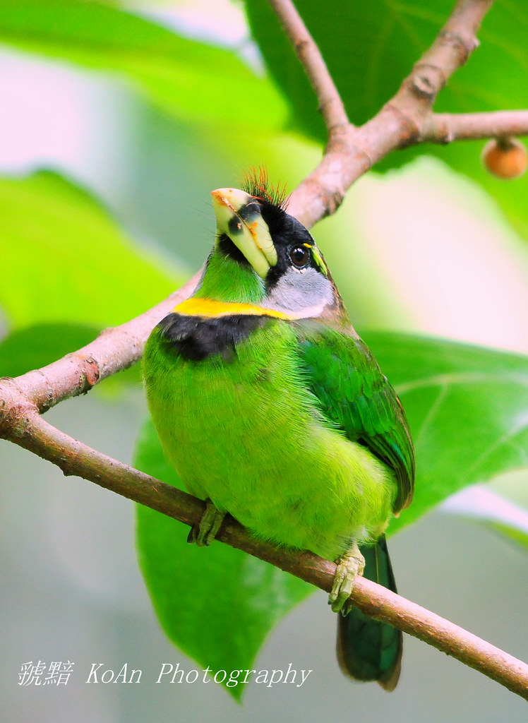 Fire-tufted Barbet 4715024928_198e0e4d1d_b