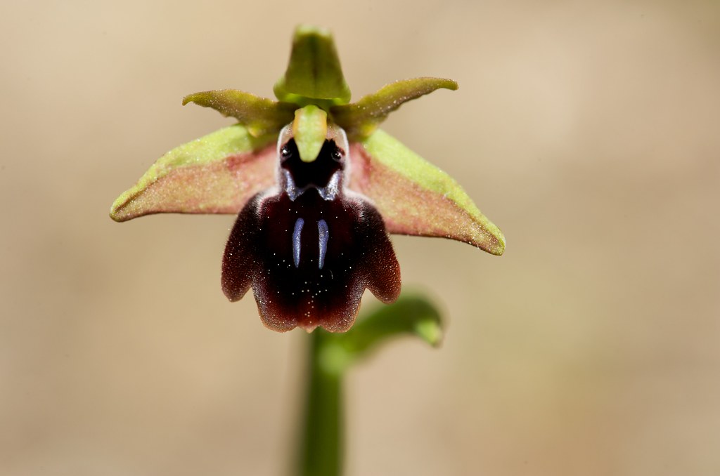 Ophrys israéliens 4368155905_385b0ee02a_b_d