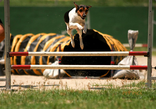 Fotos do Agility 21/02_PET PICS 4377521136_85e0318333