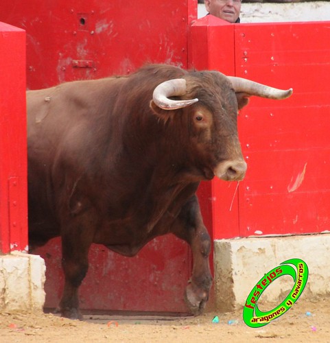 Alfaro (La Rioja)  16 de mayo Concurso de recortadores con anillas, ganaderia Jose Arriazu e Hijos (Ablitas, Navarra) 4638630201_f27c74ff3b