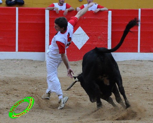 Concurso de cortes de Ricla ganaderia Ana Corera (Larraga, Navarra) 4642279440_651dc06b05