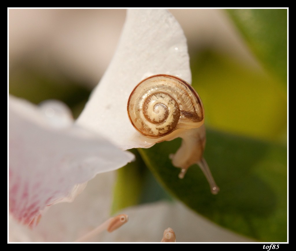 escargot 