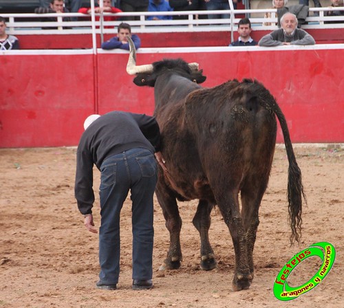 Cenicero (La Rioja) 15 de mayo concurso de recortadores con anillas, ganaderias Santos Zapateria (Valtierra, Navarra) y Herederos de Angel Macua (Larraga, Navarra) 4618972347_02ace53912