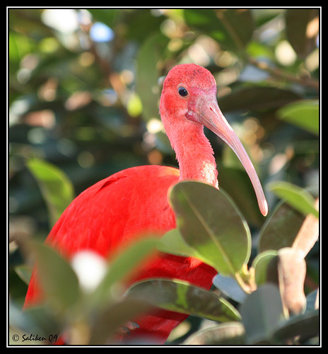 ibis rojo