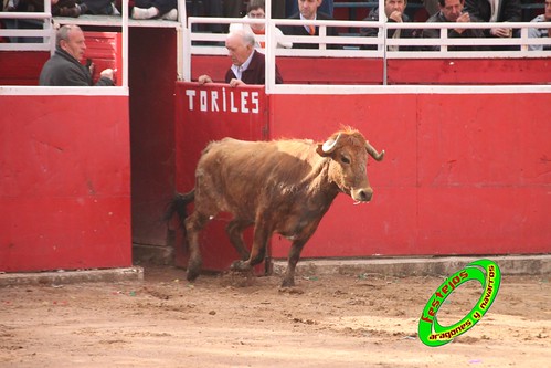 Cenicero (La Rioja) 15 de mayo concurso de recortadores con anillas, ganaderias Santos Zapateria (Valtierra, Navarra) y Herederos de Angel Macua (Larraga, Navarra) 4618912721_67da188a6d